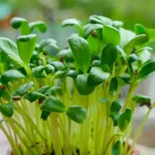 Fenugreek